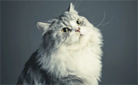 猫贫血不吃东西没精神怎么回事