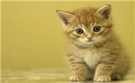 刚出生的小猫没有母猫怎么养活