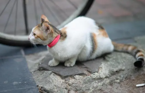 猫咪眼睛一直有眼泪怎么办呢