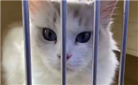 猫瘟消毒要用什么消毒液好些