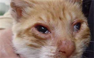 小猫流眼泪是什么意思