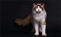 猫咪空嚼并且发出声音是为什么