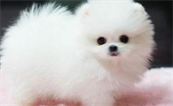 狗狗第三针疫苗和狂犬一起打可以吗
