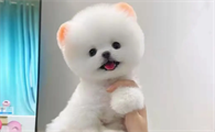 小型博美犬寿命一般多少年？还得看你怎么养