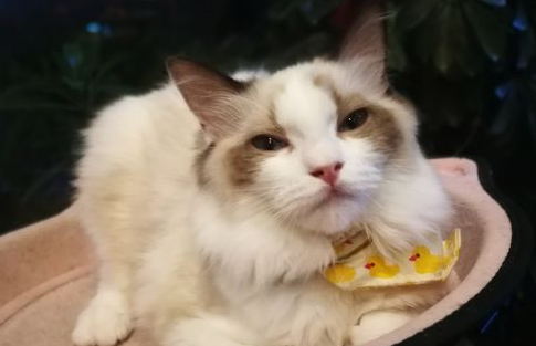 母猫第一次发期需要几天 母猫第一次发期需要几天