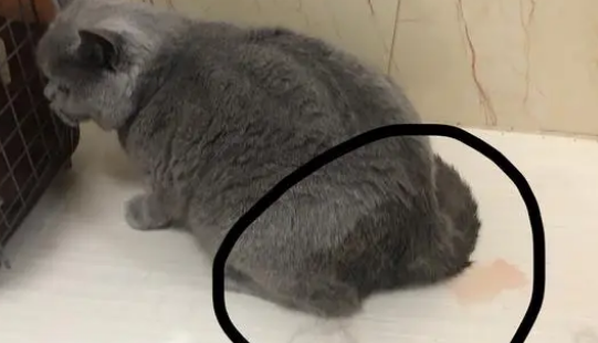公猫尿血能直接绝育解决问题吗