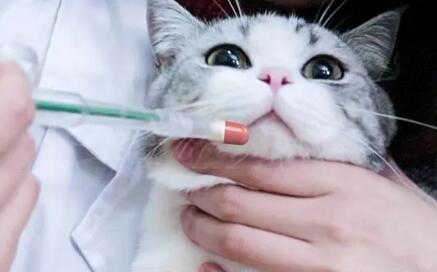 携带猫瘟病毒的猫一定会生病吗会传染吗 携带猫瘟病毒的猫一定会生病吗会传染吗