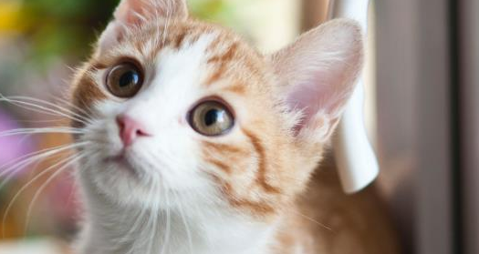 母猫几个月可以怀孕生小猫