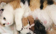 怎么帮生产母猫揉肚子助产