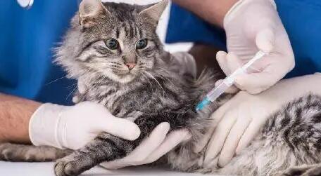 猫的疫苗多长时间打一次最好