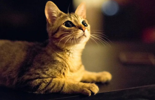 打过猫三联会得猫瘟吗还会得吗