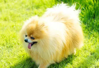 幼犬30天断奶后吃什么