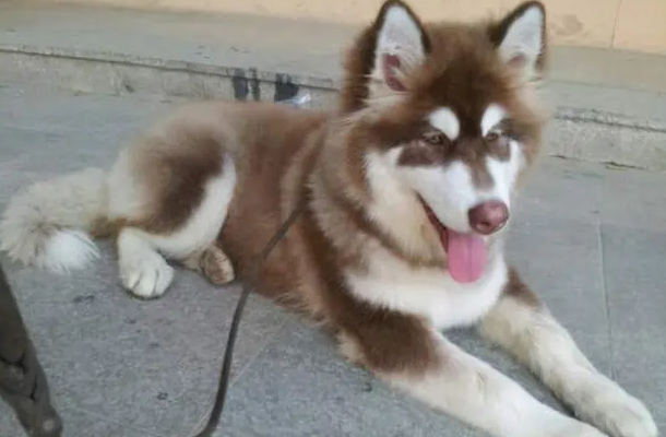 阿拉斯加母犬做绝育的利弊