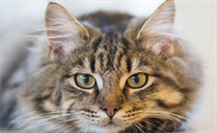猫传腹笼子一年可以用吗