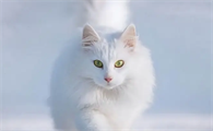 猫藓容易复发吗