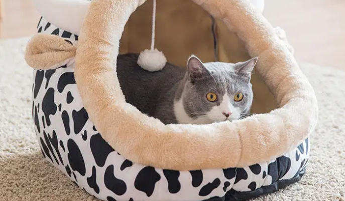 猫住的地方叫什么?有什么需要特别注意的?