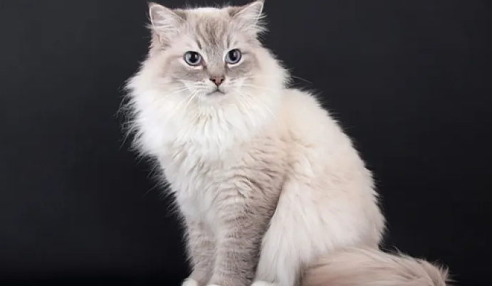 缅甸猫和缅因猫区别,感兴趣的get一下~ 缅甸猫和缅因猫区别,感兴趣的get一下~