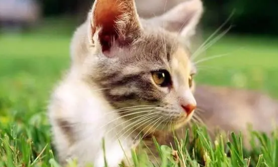 猫三联后常见的反应有哪些