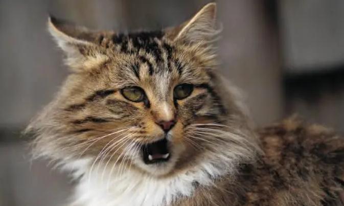 猫会打嗝身体一抽一抽的怎么回事
