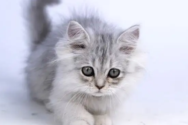 猫咪眼睛里有毛毛需要处理吗 猫咪眼睛里有毛毛需要处理吗