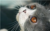 小猫眼睛分泌物多是什么原因