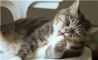 猫咪一直张嘴哈气是什么原因引起的