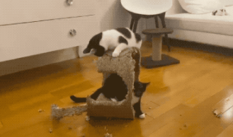 猫中二哈?奶牛猫把房子啃没了,估计想给自己建个海景房 猫中二哈?奶牛猫把房子啃没了,估计想给自己建个海景房