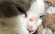 猫咪眼角有一块肉变红怎么回事