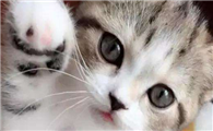 折耳猫突然走路一瘸一拐怎么回事