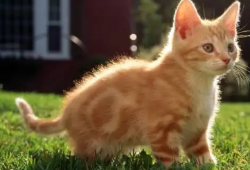猫晚上能看见东西吗