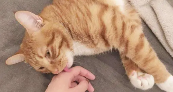 怎么能让猫咪乖乖的让自己抱着 怎么能让猫咪乖乖的让自己抱着