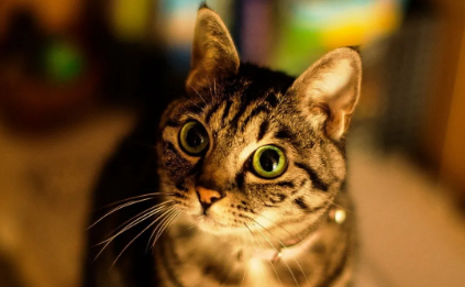猫咪拉不出来尿怎么办 猫咪拉不出来尿怎么办