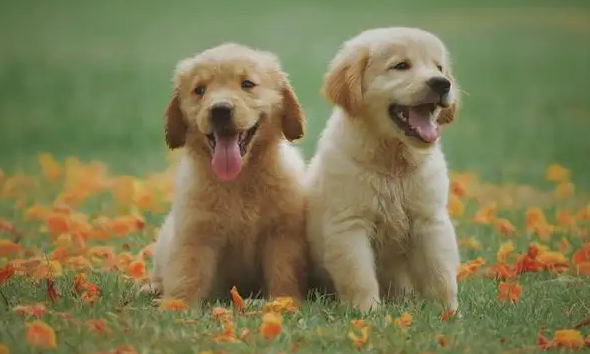 成年狗狗多久驱虫一次