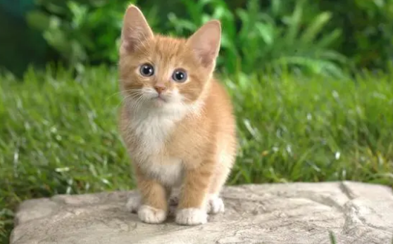 小猫能剪指甲吗