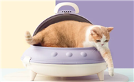 猫在冬天也叫春吗