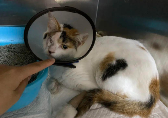 千万不要跟流浪猫太亲!这就是原因 千万不要跟流浪猫太亲!这就是原因