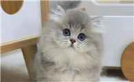 小奶猫多久出窝走动