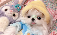 马尔济斯犬智商有多高?这篇文章告诉你