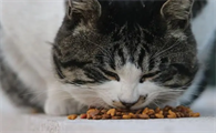 猫生产需要的东西有哪些