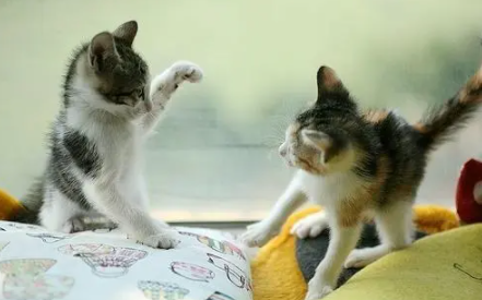 两只猫咪老是打架，互相咬怎么办呢？