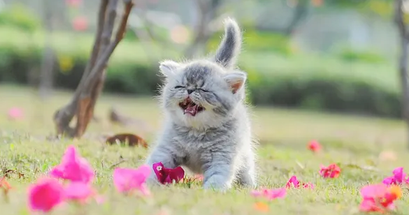 猫怀孕需要补什么营养