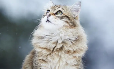 猫呕吐不吃饭能自愈吗 猫呕吐不吃饭能自愈吗