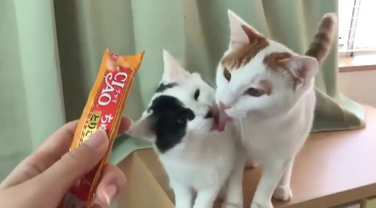 猫咪一天吃了四个猫条怎么办呢 猫咪一天吃了四个猫条怎么办呢