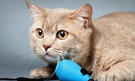 猫能用红霉素软膏吗 猫能用红霉素软膏吗