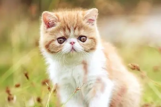 猫咪喝羊奶粉的好处与坏处有哪些 猫咪喝羊奶粉的好处与坏处有哪些