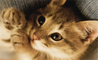 猫瘟的症状是哪些表现