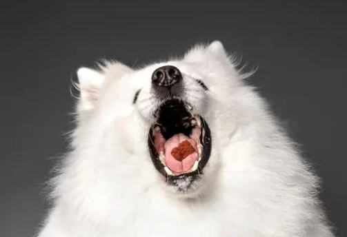萨摩耶犬怎么训练