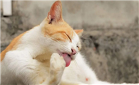 猫咪忽然频繁舔毛是不是有虫子