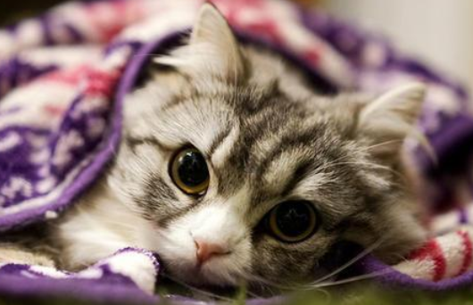 猫咪睡眠几个小时算正常 猫咪睡眠几个小时算正常
