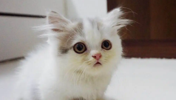 怎么分辨矮脚小猫崽？不清楚的赶紧看看！